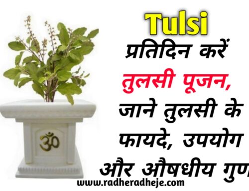 Tulsi : प्रतिदिन करें तुलसी पूजन, जाने तुलसी के फायदे, उपयोग और औषधीय गुण