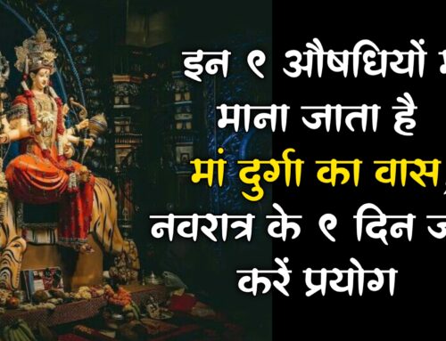 Maa Durga: जानें इन 9 औषधियों में माना जाता है मां दुर्गा का वास, नवरात्र के 9 दिन जरूर करें प्रयोग