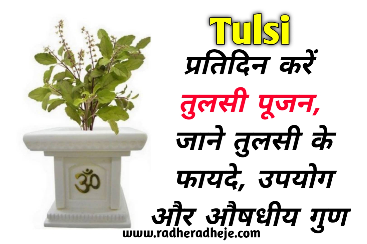 Tulsi : प्रतिदिन करें तुलसी पूजन, जाने तुलसी के फायदे, उपयोग और औषधीय गुण